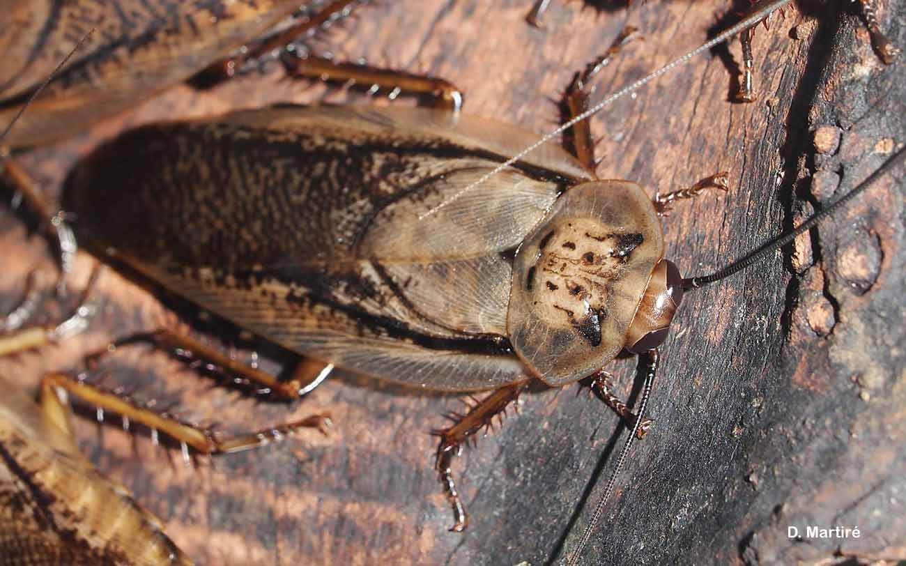 Madeira Cockroaches (Rhyparobia maderae)