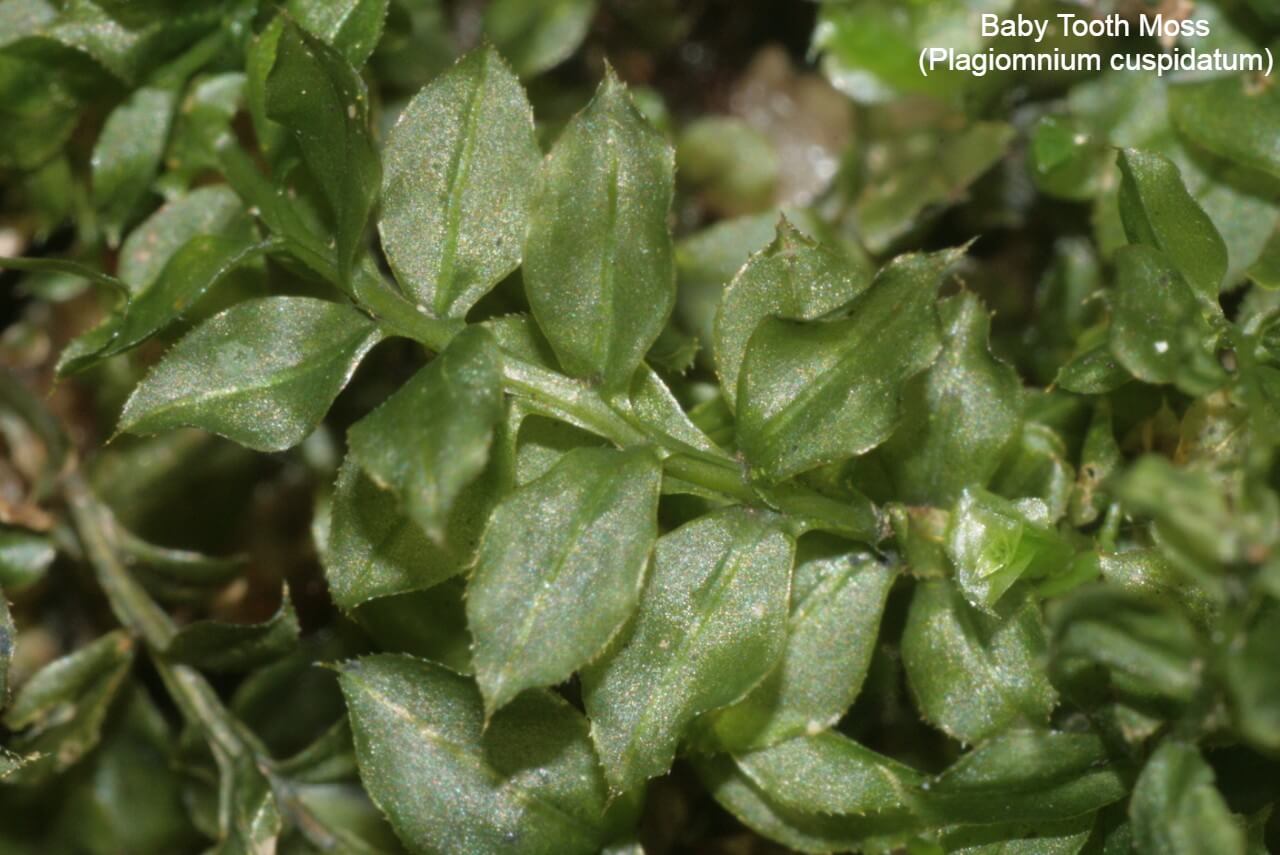 Baby Tooth Moss (Plagiomnium cuspidatum)
