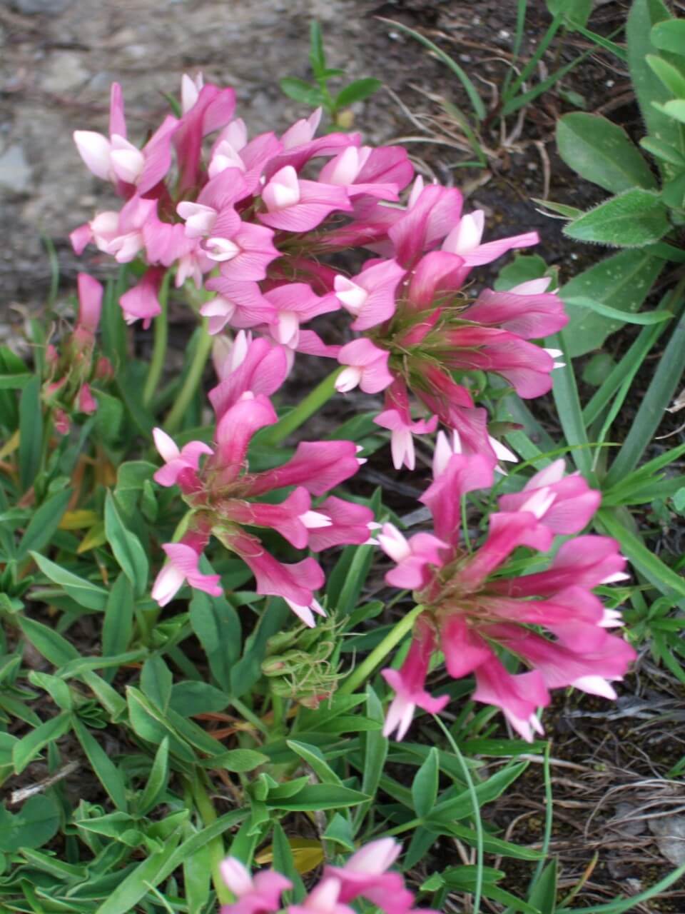 Alpine clover (Trifolium alpinum)