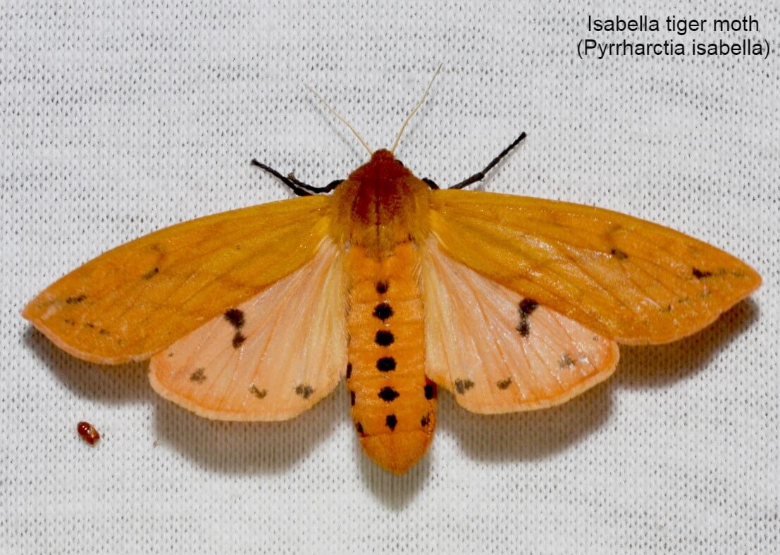 Isabella tiger moth (Pyrrharctia isabella)
