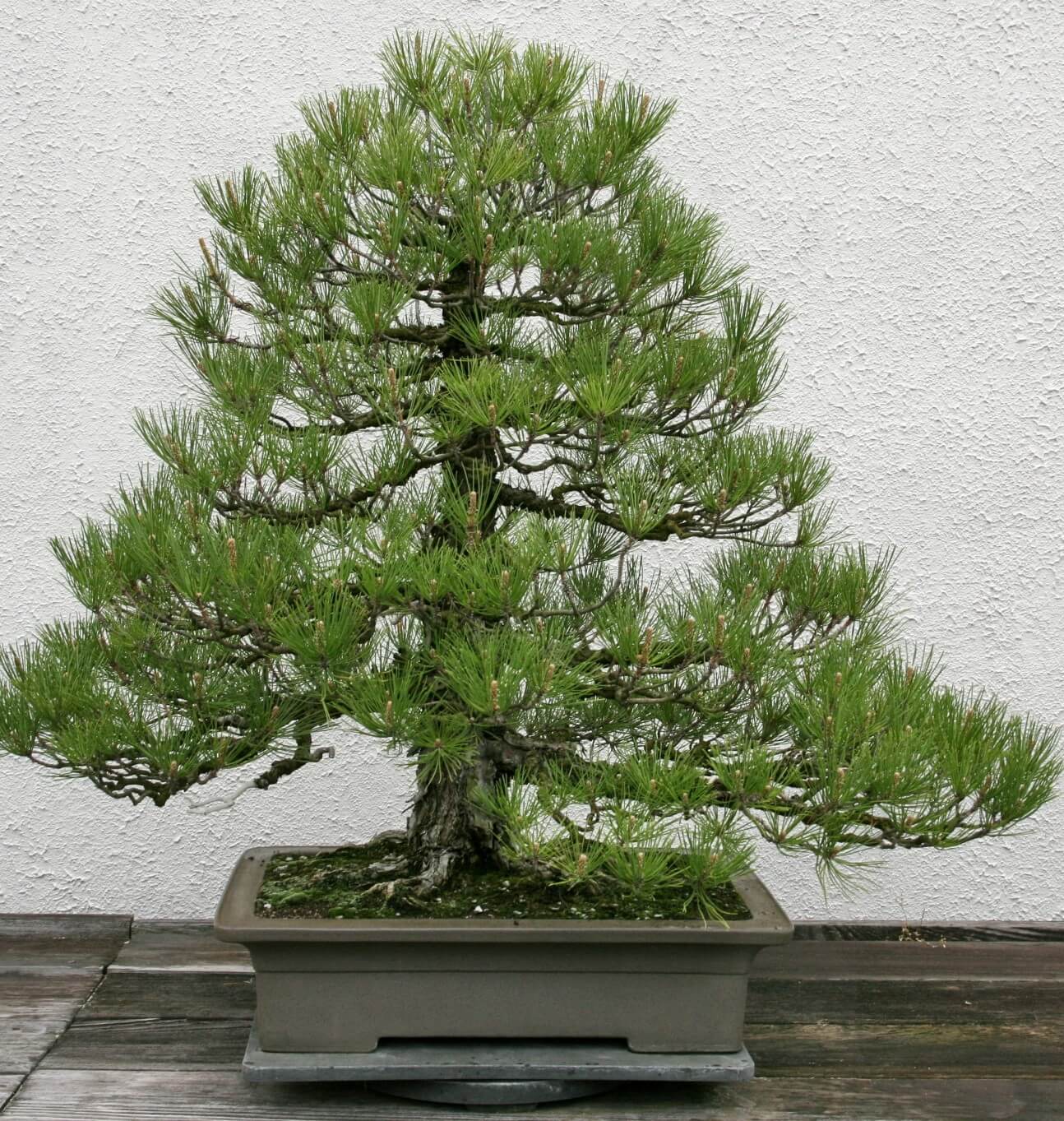 Japanese Black Pine (Pinus thunbergii)