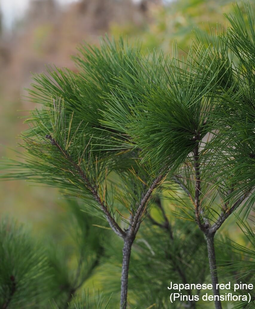 Japanese red pine (Pinus densiflora)