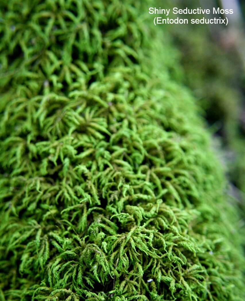Shiny Seductive Moss (Entodon seductrix)