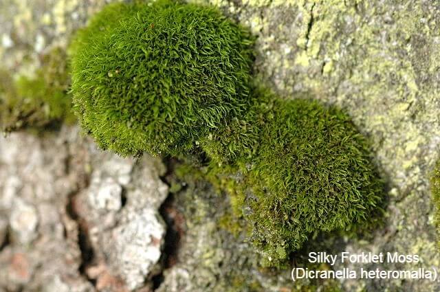 Silky Forklet Moss (Dicranella heteromalla)