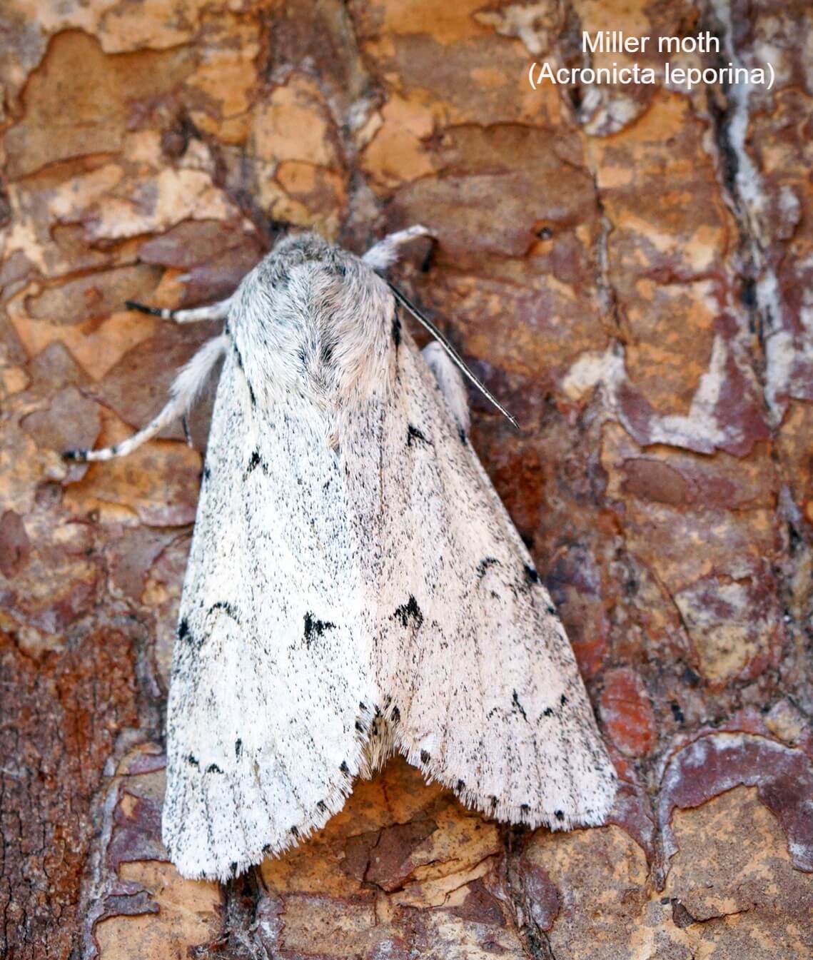 Miller moth (Acronicta leporina)