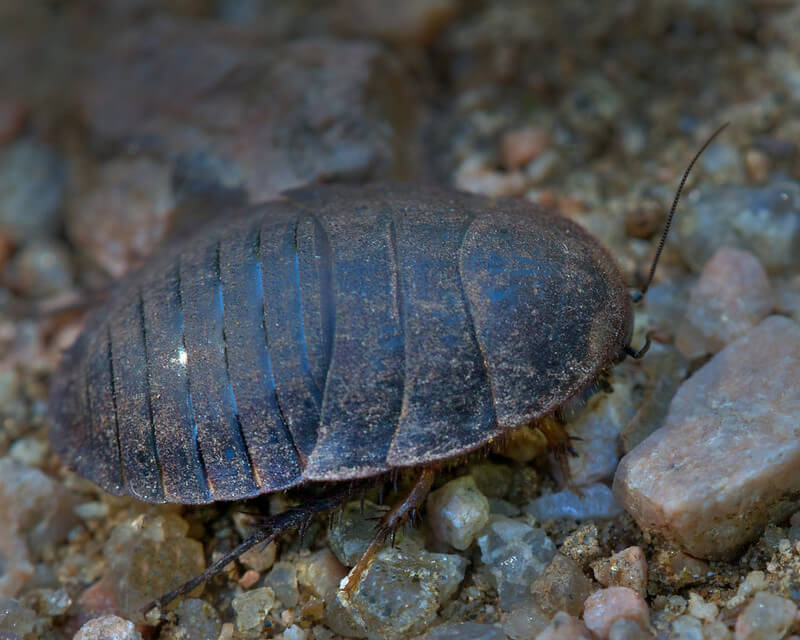 Sand Cockroach (Sub-family Corydiidae)