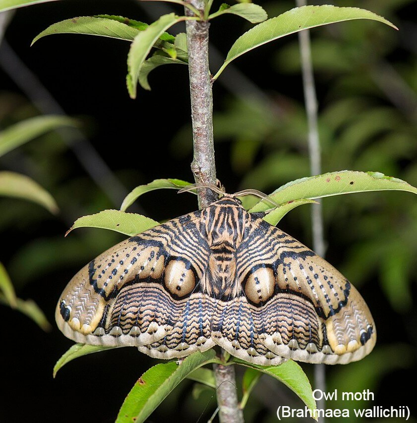 Owl moth (Brahmaea wallichii)