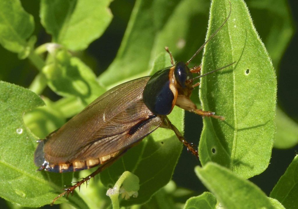 Surinam Cockroach (Pycnoscelus surinamensis)