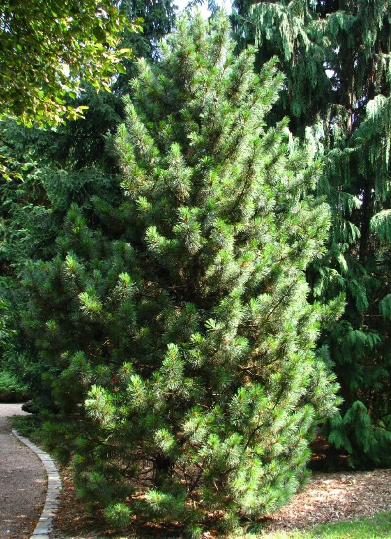 Korean pine (Pinus koraiensis)