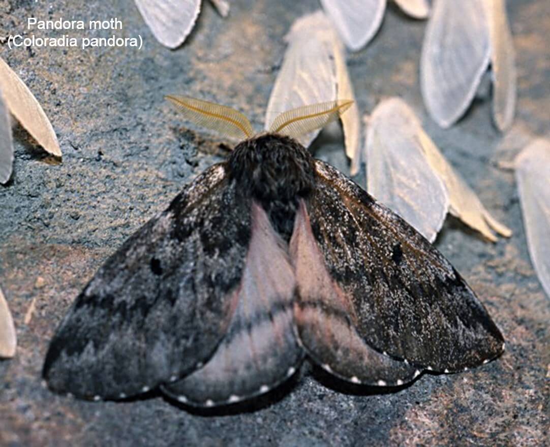 Pandora moth (Coloradia pandora)