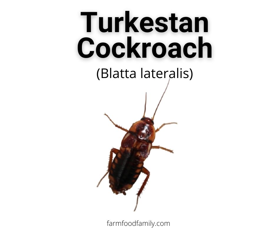 Turkestan Cockroaches (Blatta lateralis)