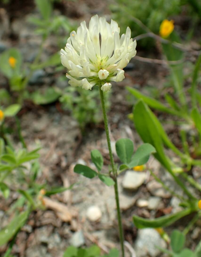 Small white clover (Trifolium nigrescens)