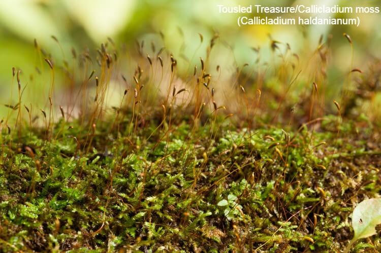 Tousled Treasure/Callicladium moss (Callicladium haldanianum)
