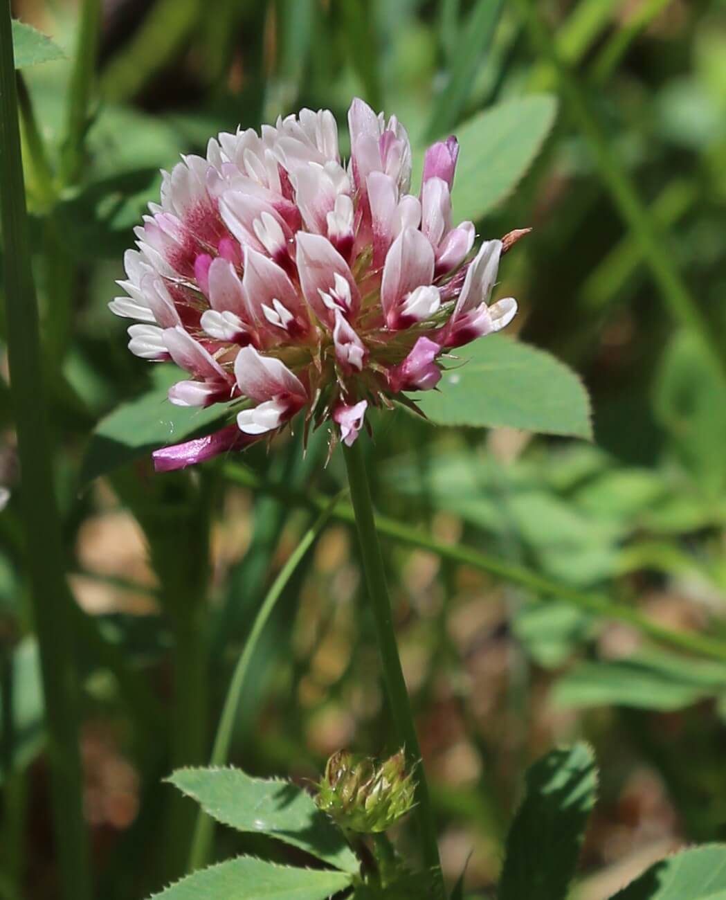 Longstalk clover (Trifolium longipes)