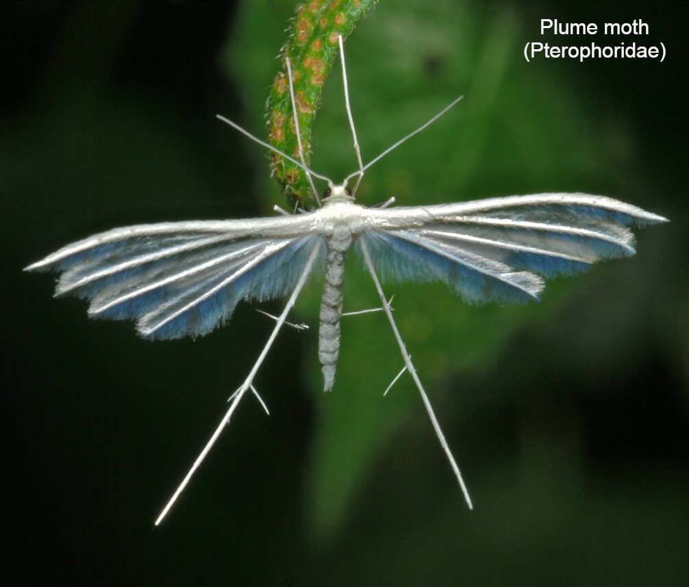 Plume moth (Pterophoridae)