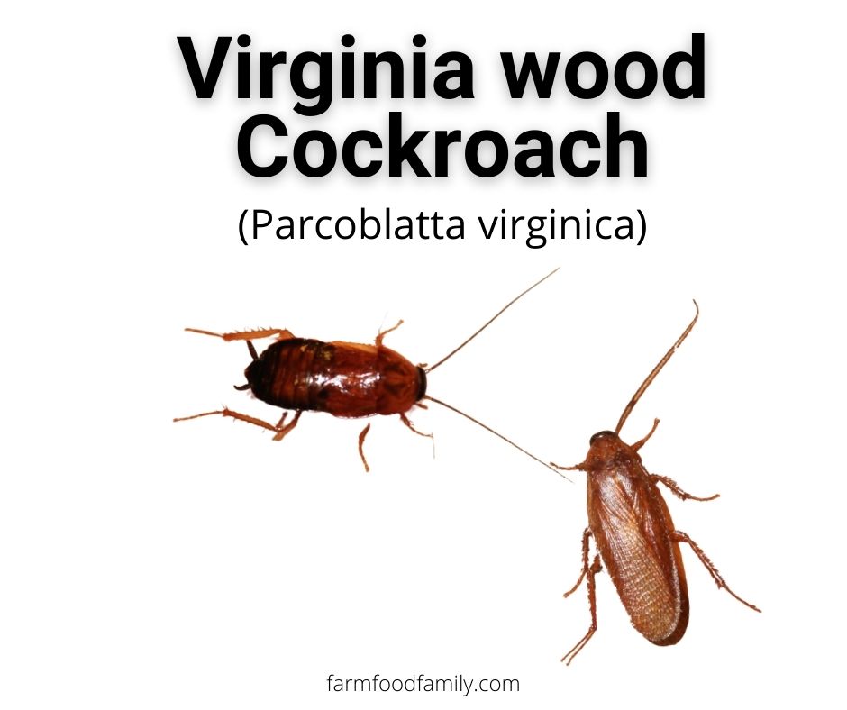 Virginia wood cockroach (Parcoblatta virginica)