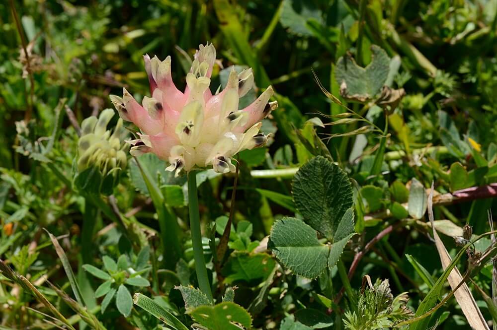 Bull clover/sour clover (Trifolium fucatum)