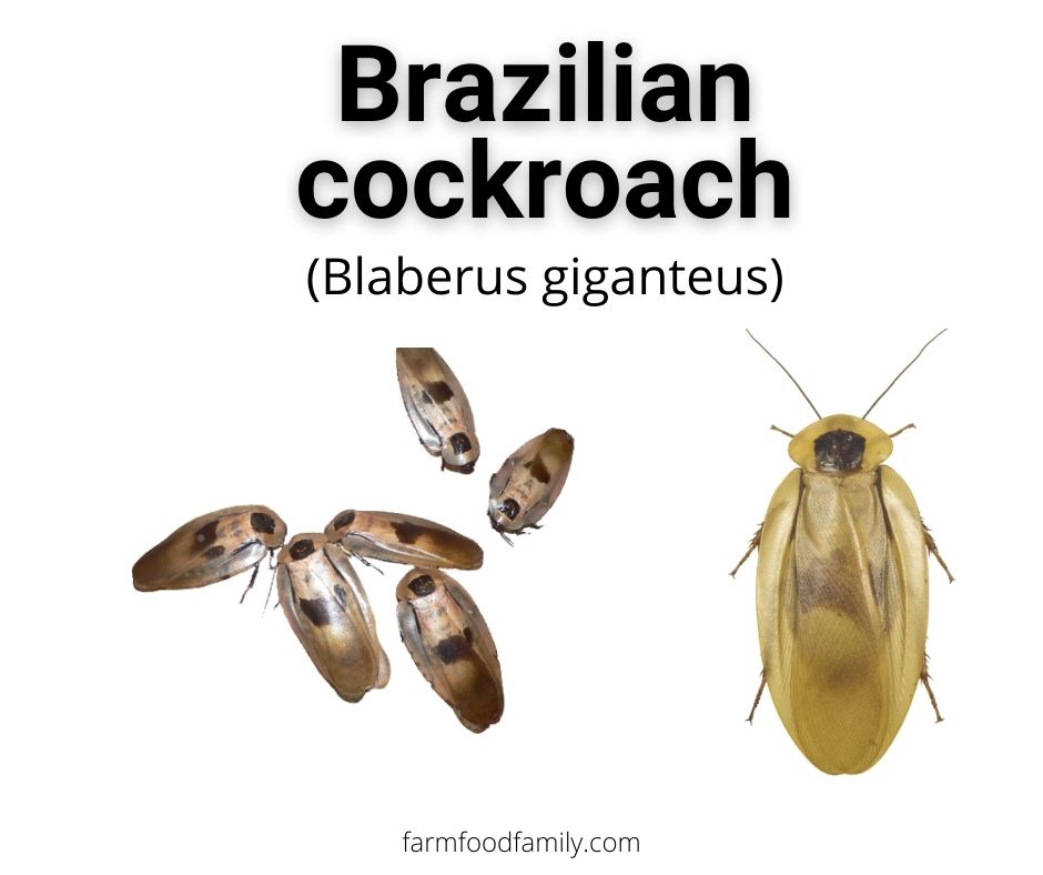 Brazilian cockroach (Blaberus giganteus)