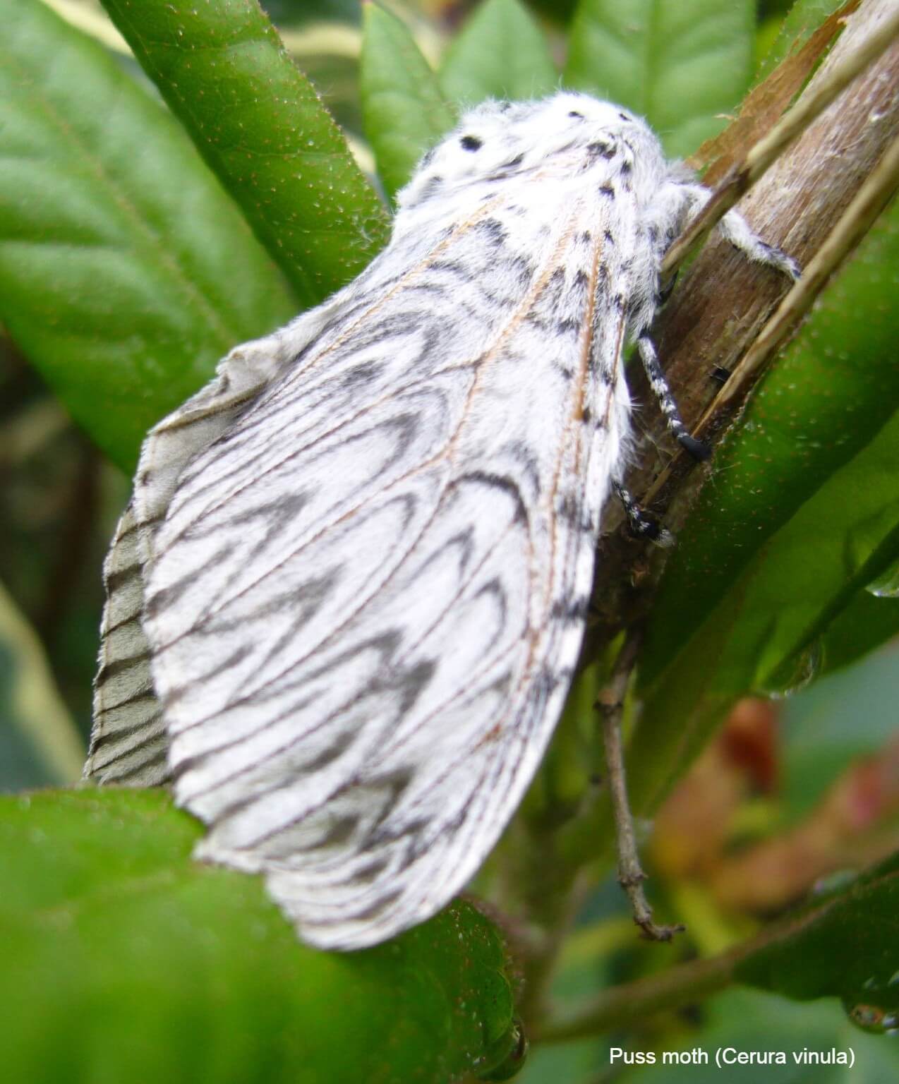 Puss moth (Cerura vinula)