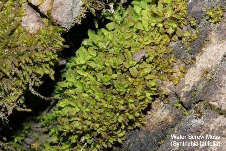 Water Screw Moss (Syntrichia latifolia)