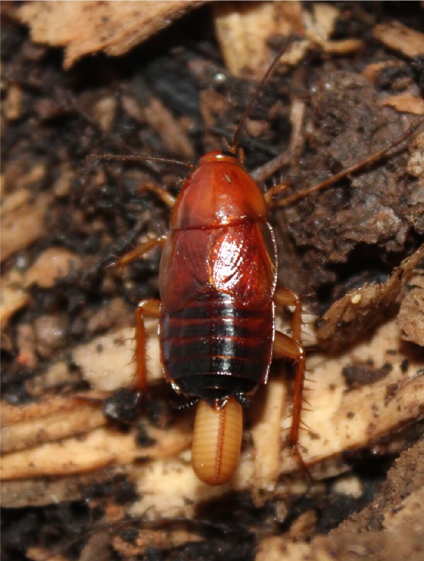 Fulvous wood cockroach (Parcoblatta fulvescens)
