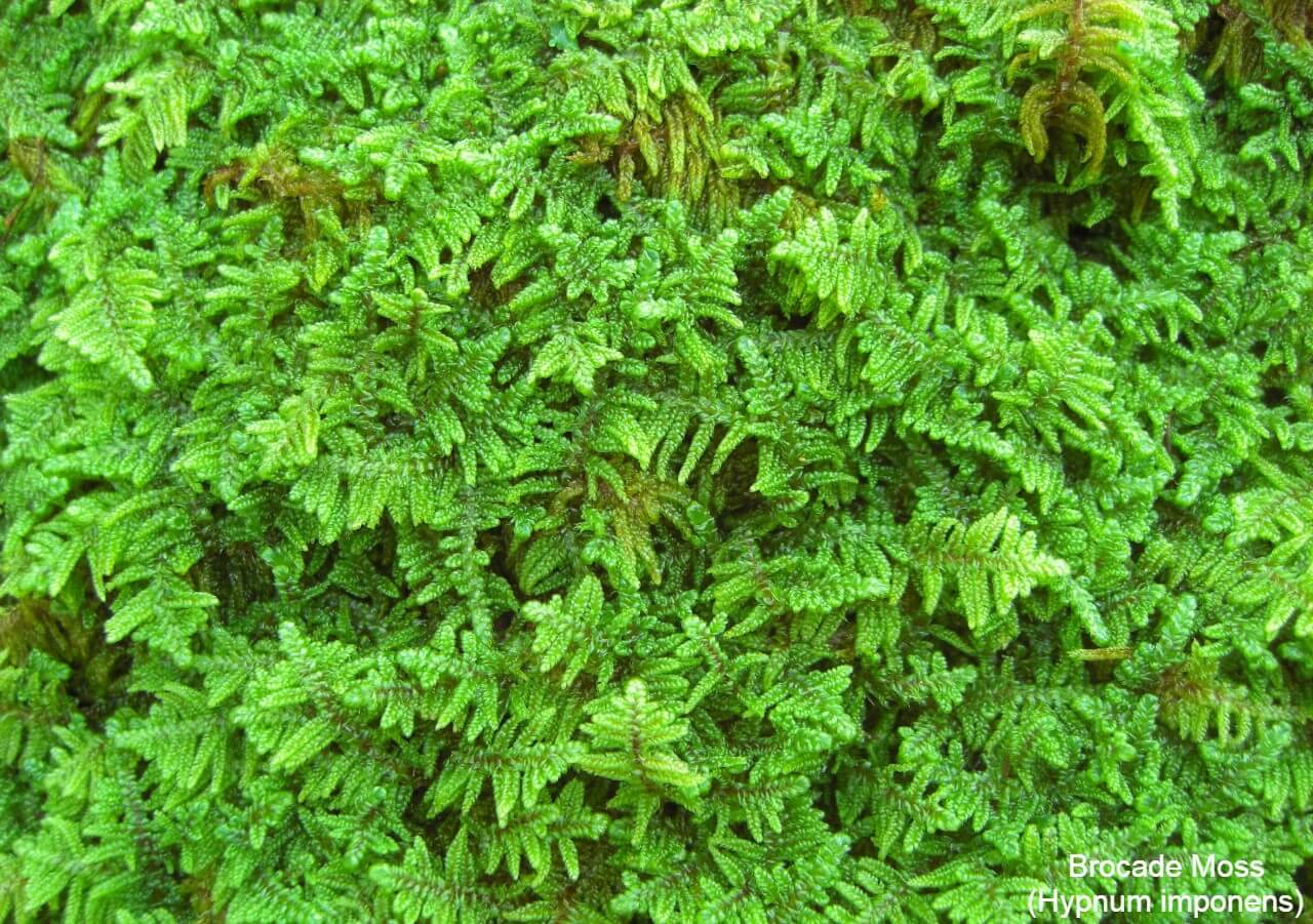Brocade Moss (Hypnum imponens)