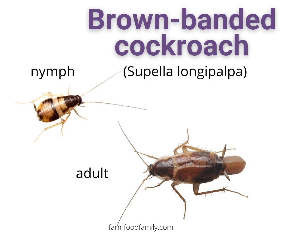Brown-banded Cockroaches (Supella longipalpa)