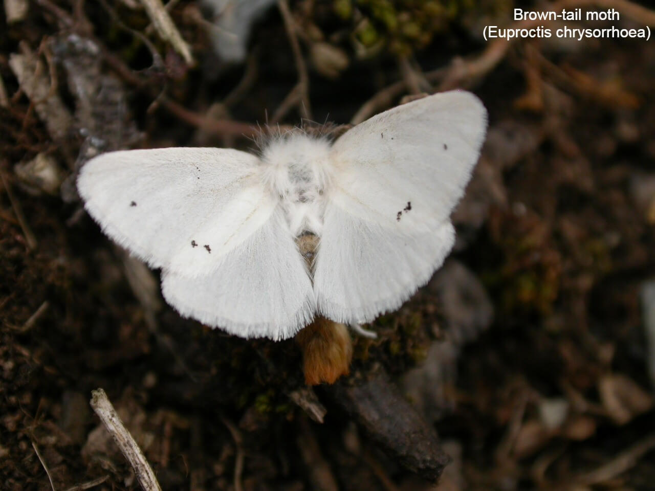 Brown-tail moth (Euproctis chrysorrhoea)