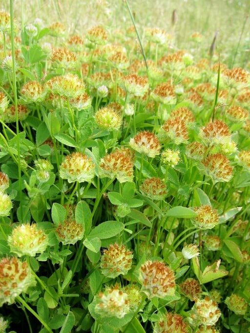 Cup clover/bowl clover (Trifolium cyathiferum)