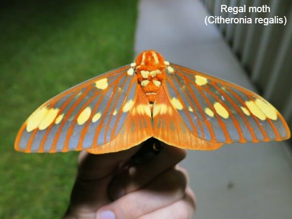 Regal moth (Citheronia regalis)