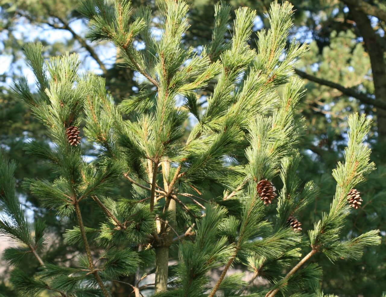 Macedonian Pine (Pinus peuce)