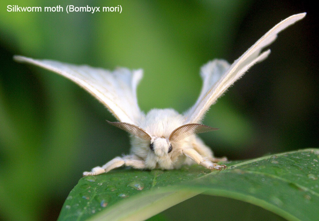 Silkworm moth (Bombyx mori)