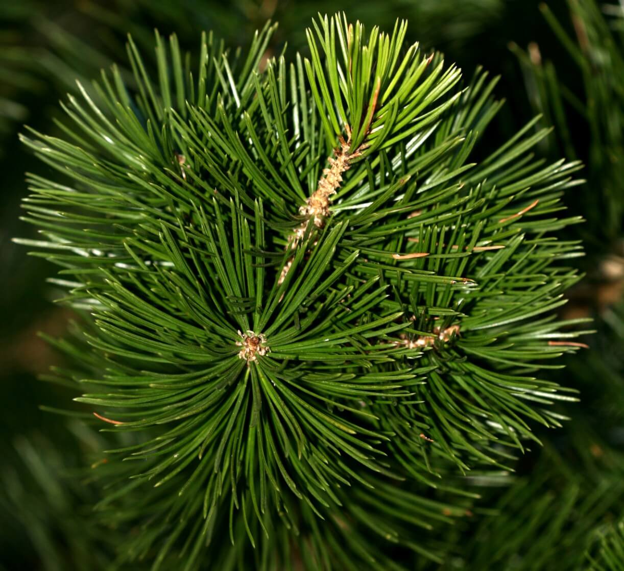 Mexican pinyon pine (Pinus cembroides)