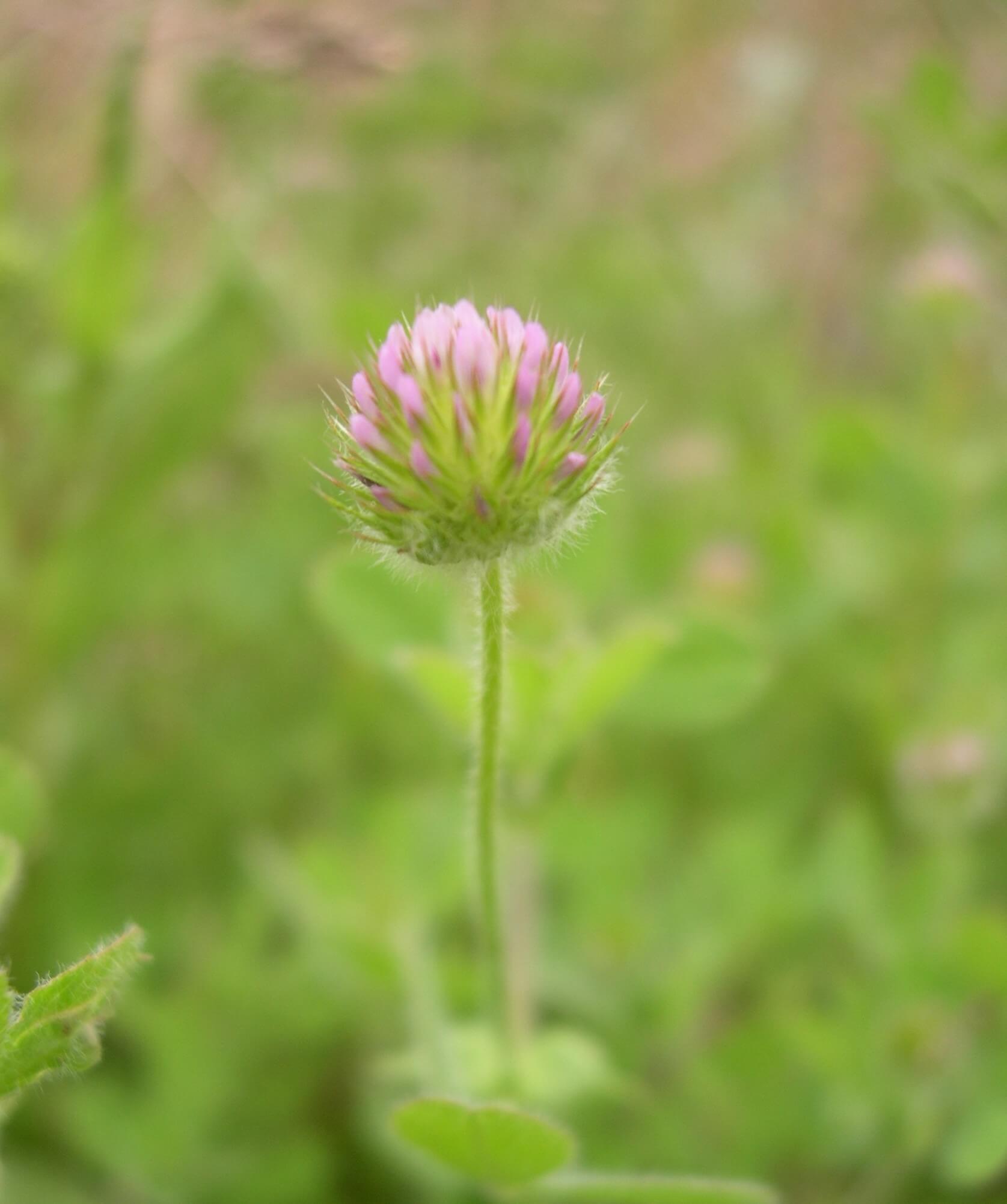 Small head clover (Trifolium microcephalum)