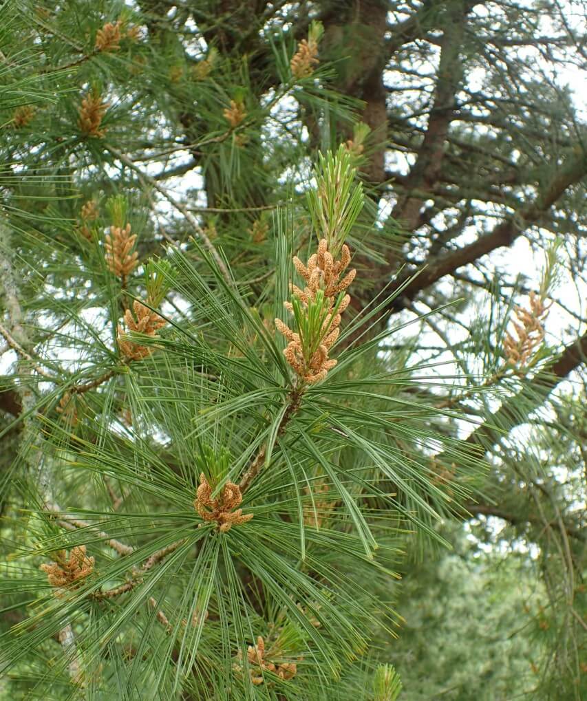 Mexican white pine (Pinus ayacahuite)