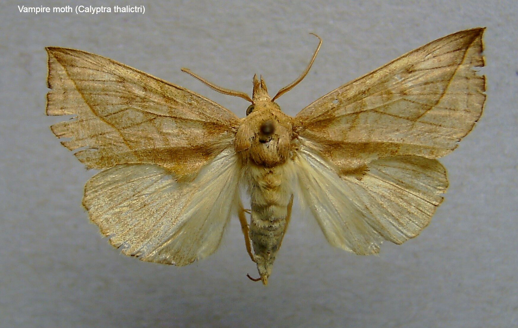 Vampire moth (Calyptra thalictri)