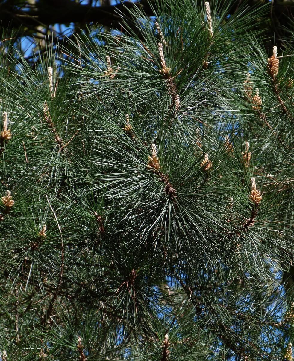 Monterey Pine (Pinus radiata)