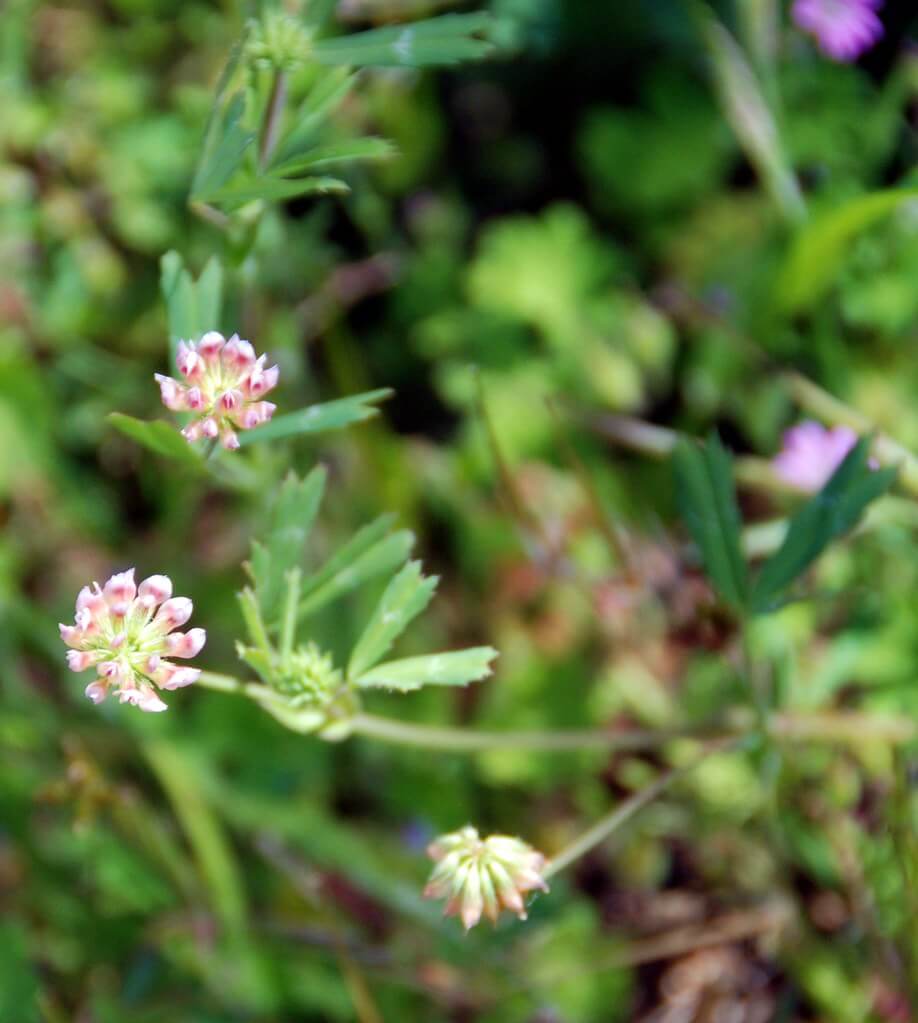 Notchleaf clover/pinole clover (Trifolium bifidum)