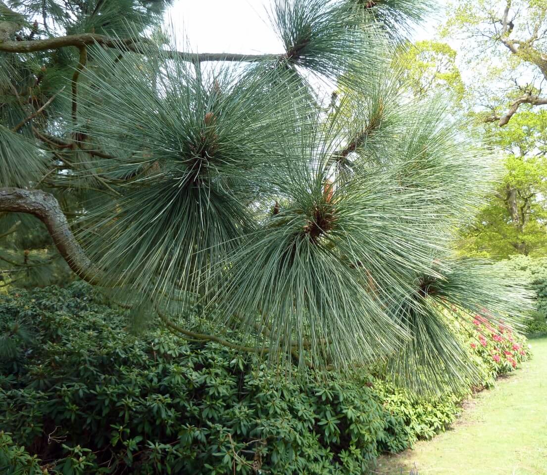 Montezuma pine (Pinus montezumae)