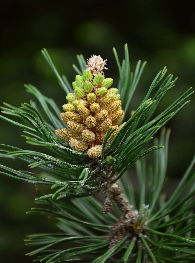 Types Of Pine Trees Plant