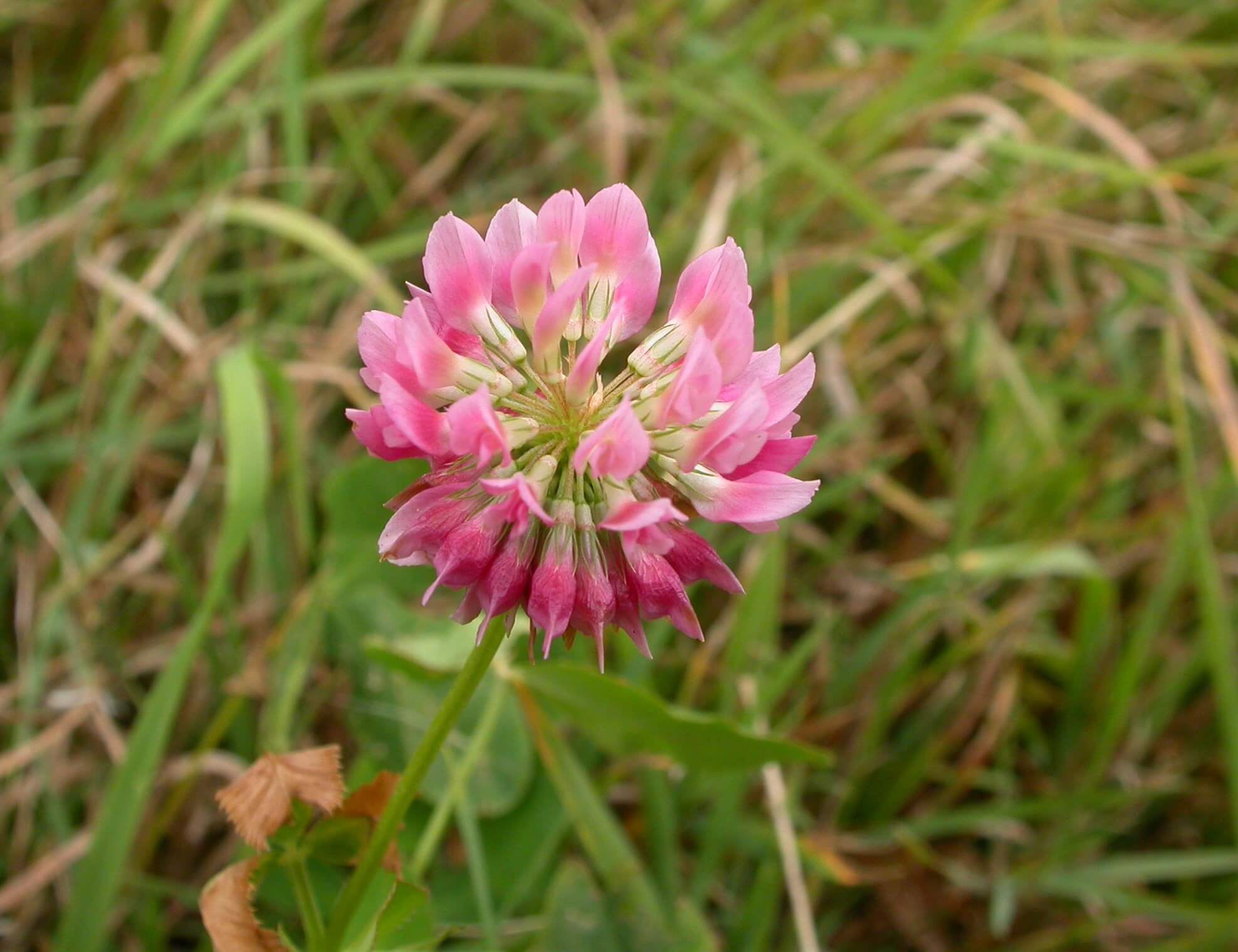 Alsike clover (Trifolium hybridum)