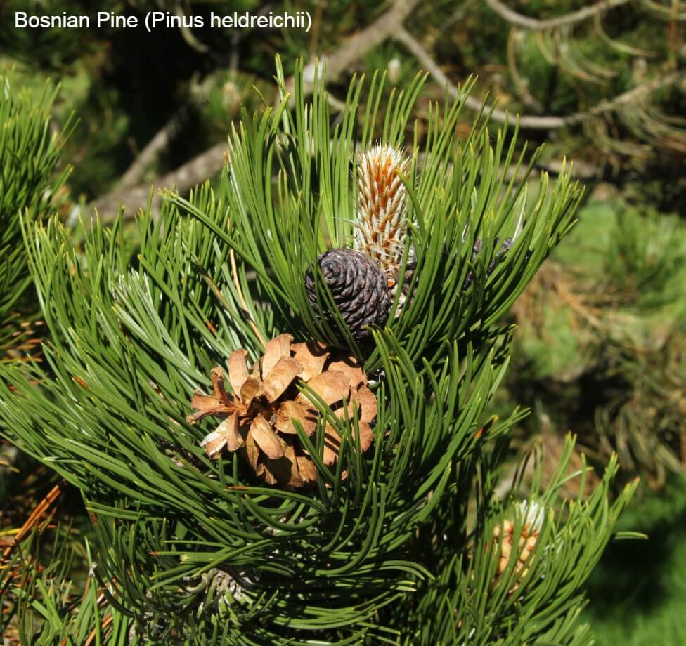 Bosnian Pine (Pinus heldreichii)