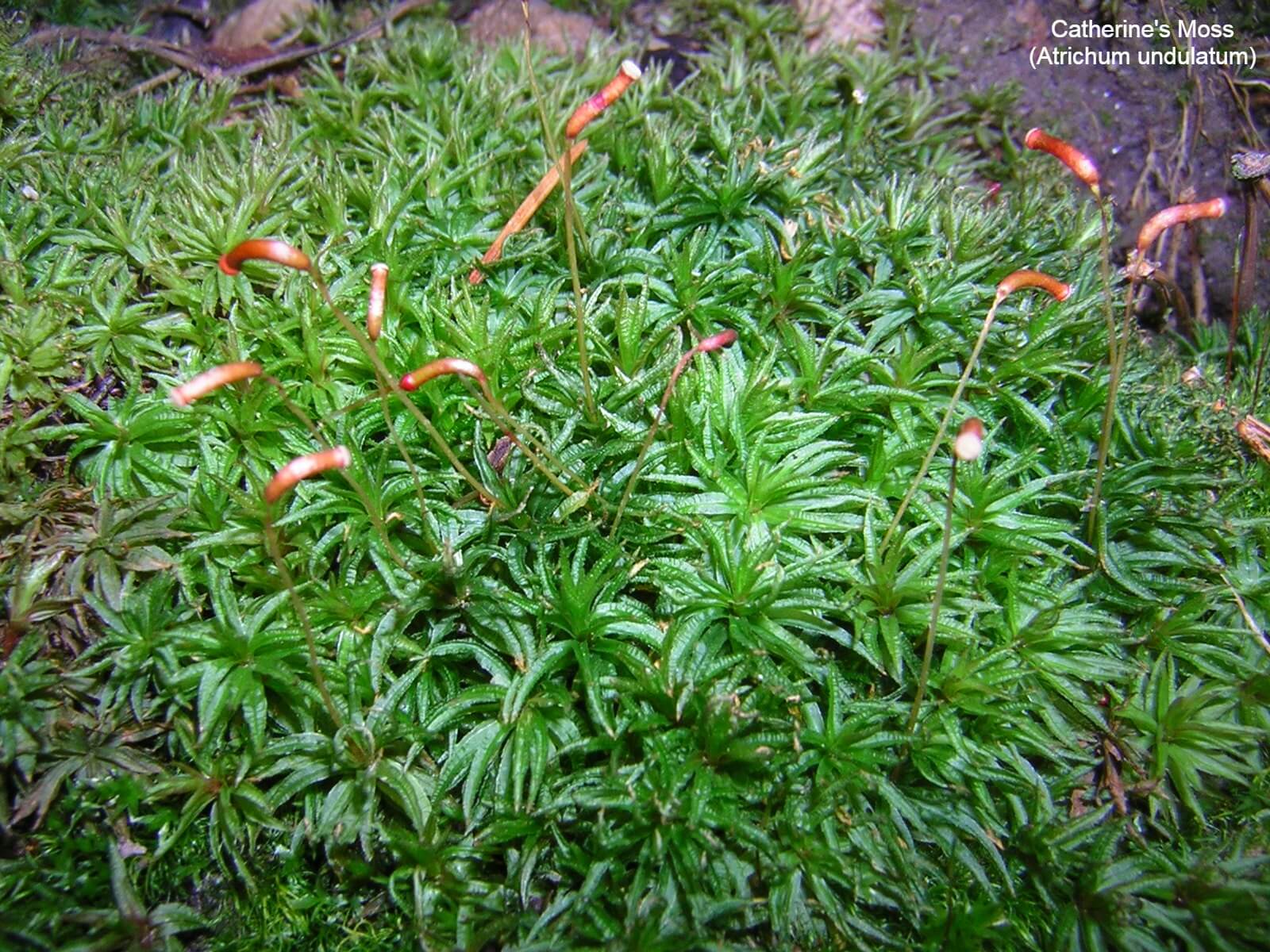 Catherine's Moss (Atrichum undulatum)