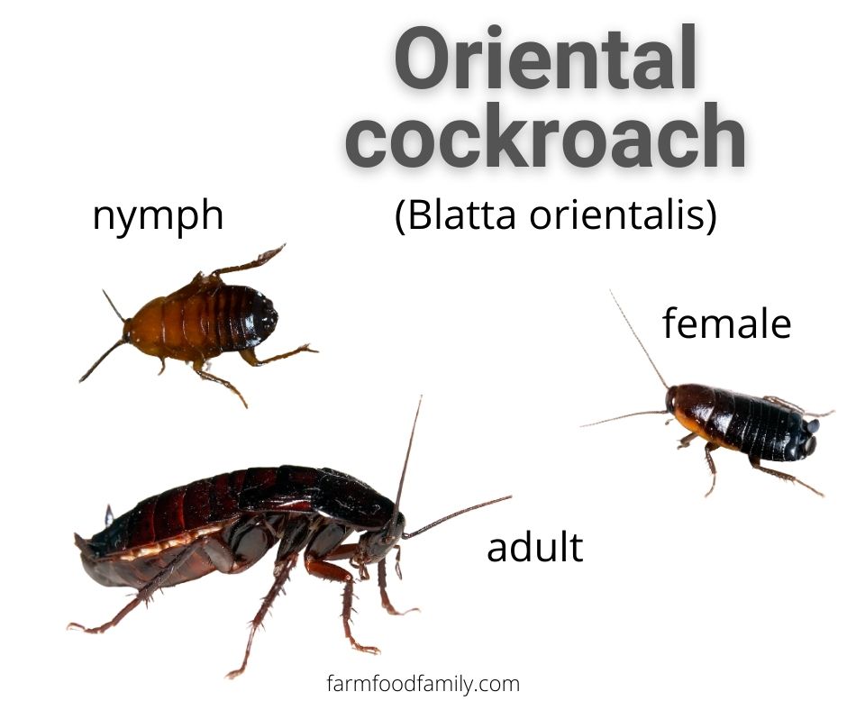 Oriental Cockroaches (Blatta orientalis)
