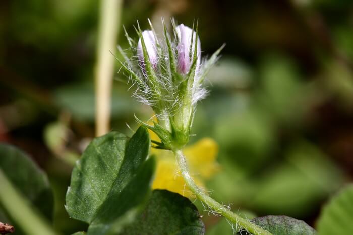 Monterey clover (Trifolium trichocalyx)
