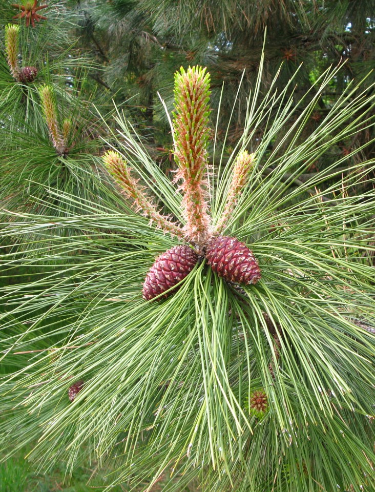 Ponderosa Pine (Pinus ponderosa)