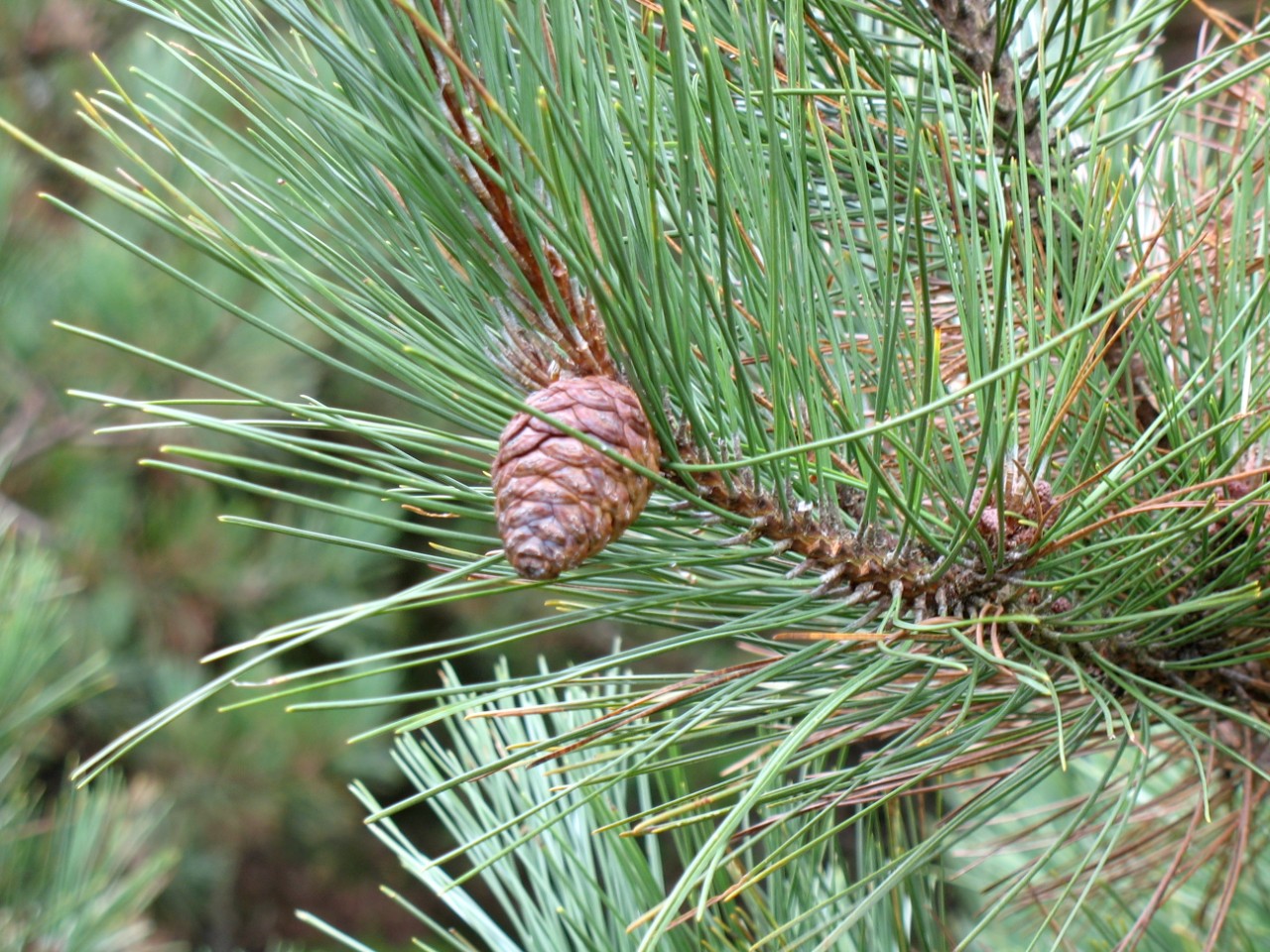 Red Pine, Norway Pine (Pinus resinosa)