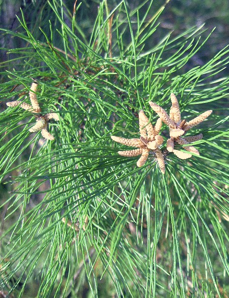 Sand Pine (Pinus clausa)