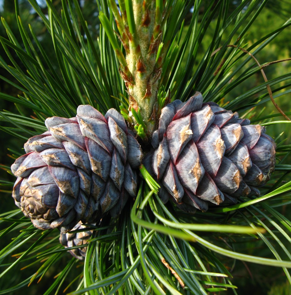 Siberian pine (Pinus sibirica)
