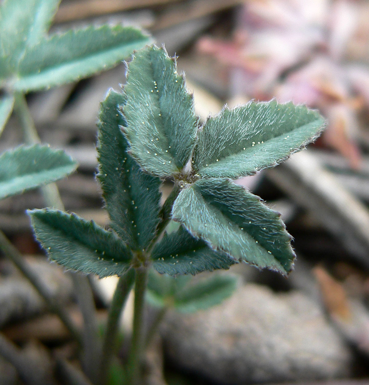 Hollyleaf clover (Trifolium gymnocarpon)
